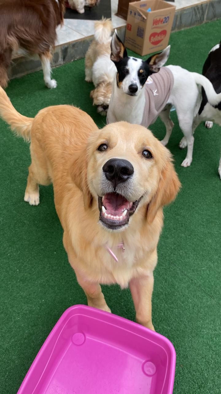 Pet se alimentando durante a creche na Luli e Eu