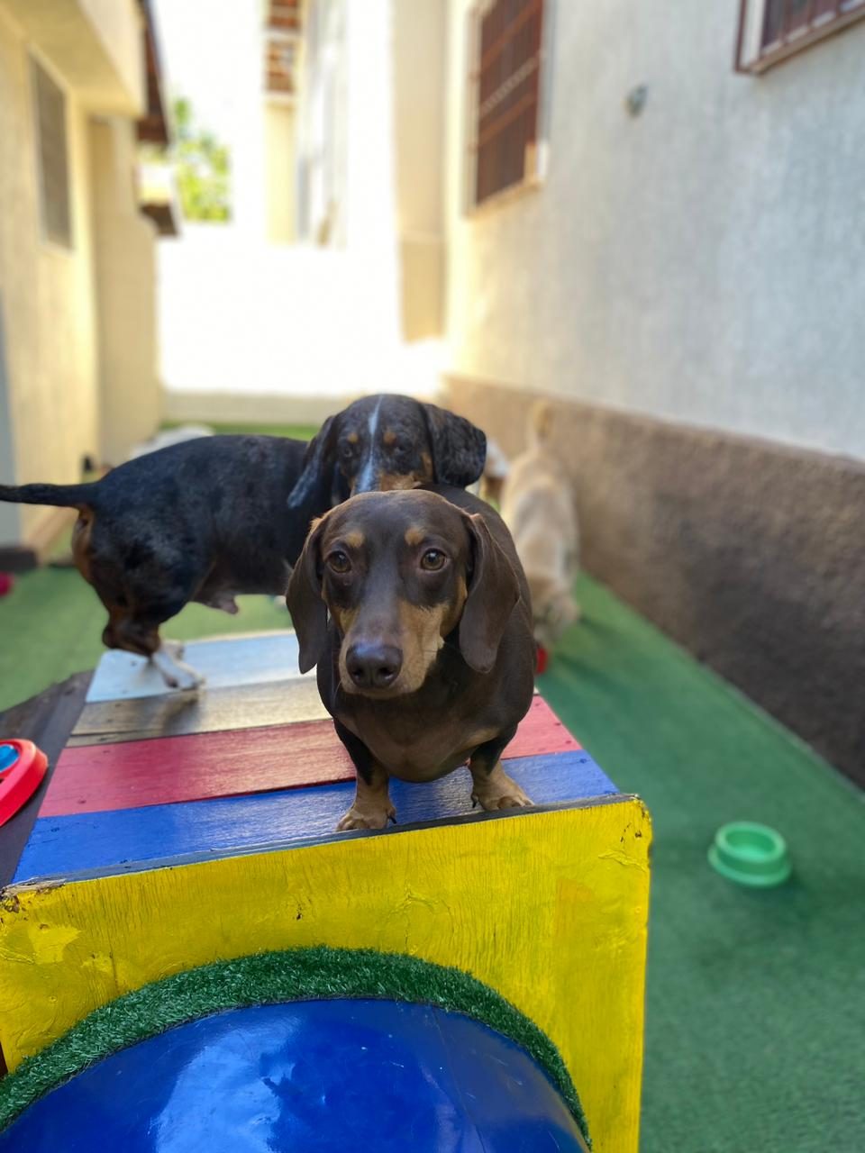 Pets brincando na Luli e Eu, prontos pro banho e tosa