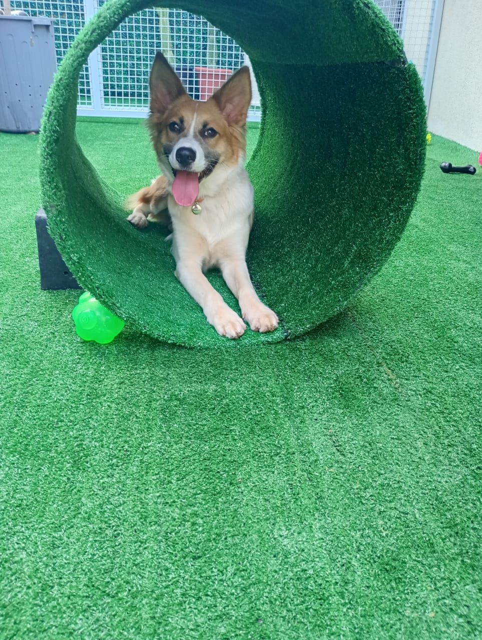 Pet dentro do túnel de enriquecimento da Luli e Eu
