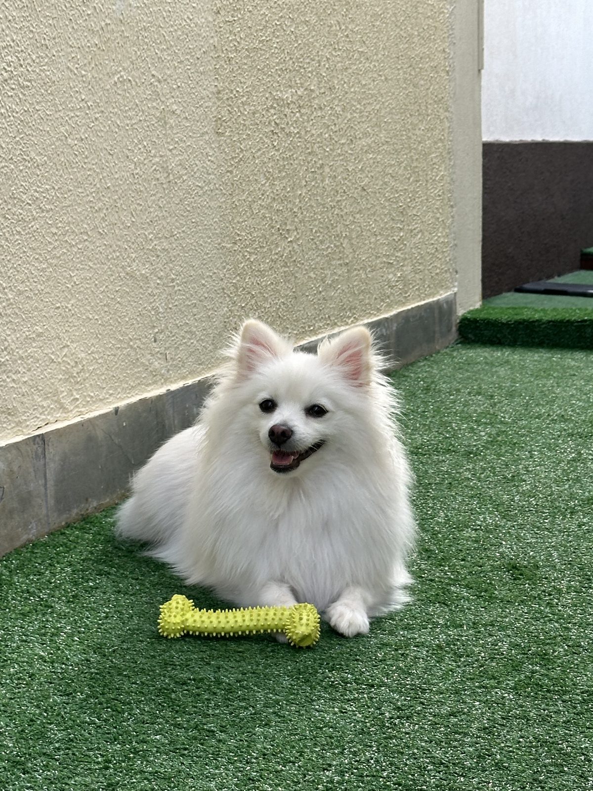 Pet hóspede da Luli e Eu no playground da creche